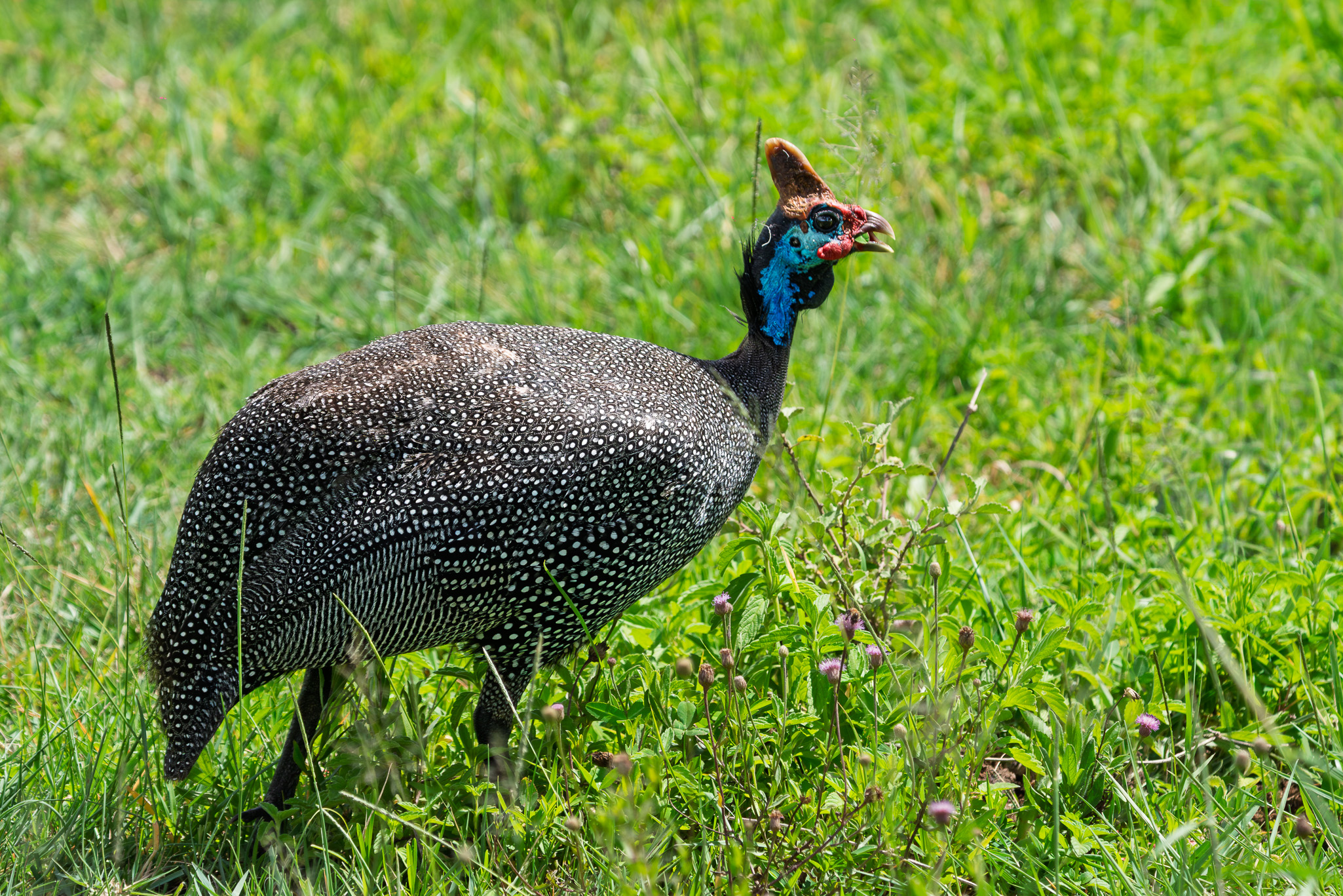 Tanzania 20260327 Gallina de Guinea